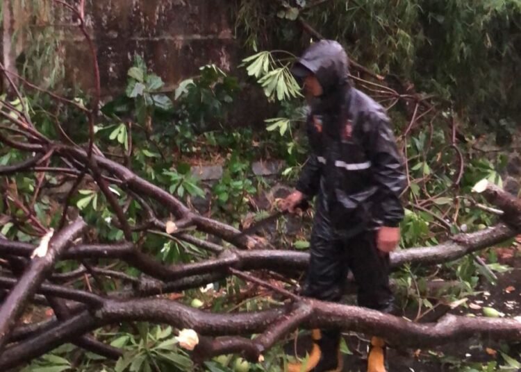 Hujan Deras Disertai Angin Kencang, 13 Pohon Tumbang di Kota Bogor