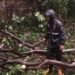 Hujan Deras Disertai Angin Kencang, 13 Pohon Tumbang di Kota Bogor