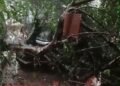 Angin Kencang, Rumah Dinas Camat Leuwiliang Tertimpa Pohon Tumbang