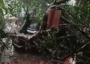 Angin Kencang, Rumah Dinas Camat Leuwiliang Tertimpa Pohon Tumbang