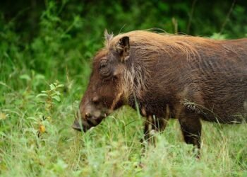 Babi Hutan Ngamuk, Dua Warga Sukamakmur Diseruduk hingga Alami Luka Robek