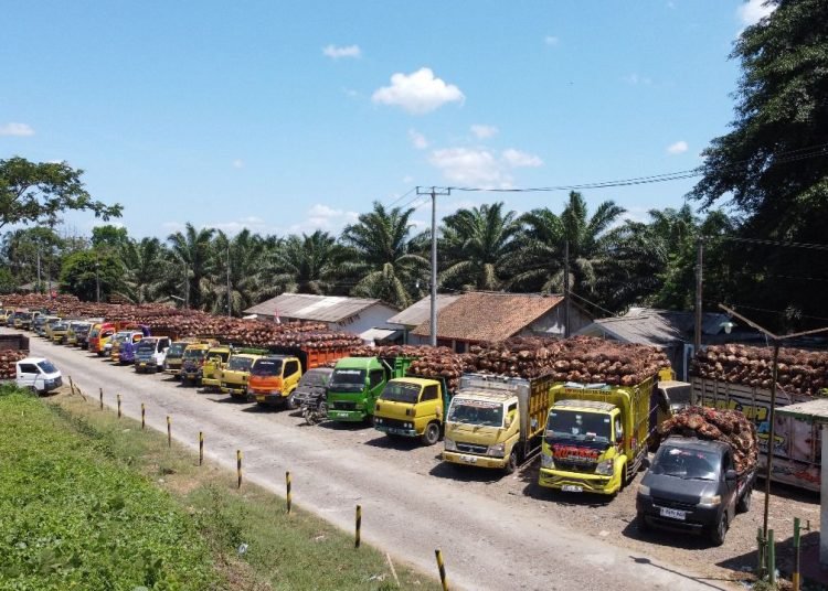 Pabrik Swasta Rusak, PTPN Ambil Langkah Berani Tampung Sawit Masyarakat