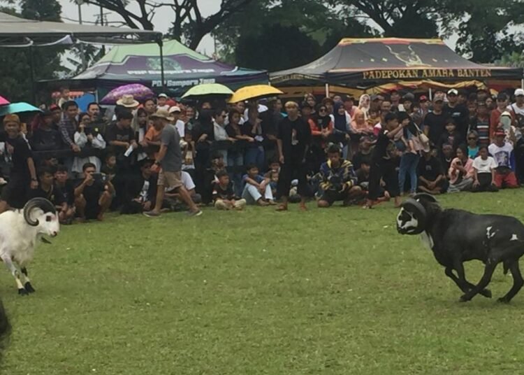 Didukung Menteri, 400 Domba Diadu di Pakansari