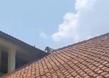 Warga Nanggung Dibuat Resah, Banyak Monyet Masuk Pemukiman 