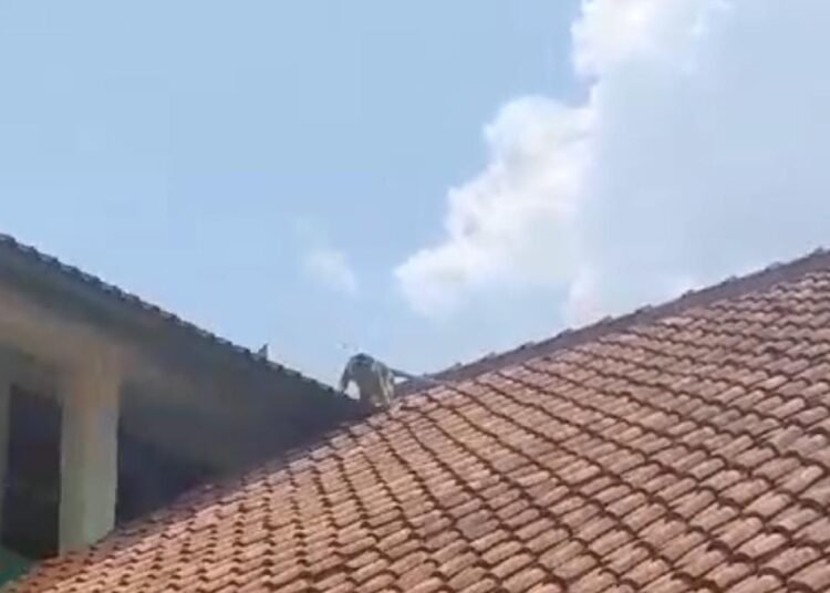 Warga Nanggung Dibuat Resah, Banyak Monyet Masuk Pemukiman