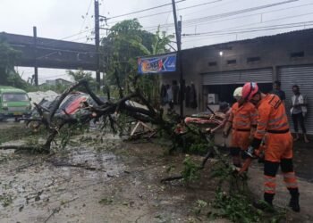 Pohon Tumbang di Pangkalan Pasir Kota Bogor, Separuh Akses Jalan Sempat Tertutup