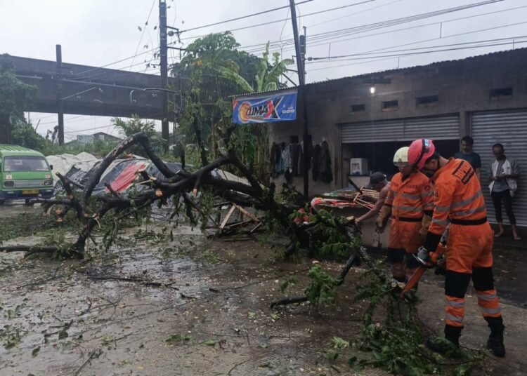 Pohon Tumbang di Pangkalan Pasir Kota Bogor, Separuh Akses Jalan Sempat Tertutup