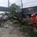 Pohon Tumbang di Pangkalan Pasir Kota Bogor, Separuh Akses Jalan Sempat Tertutup