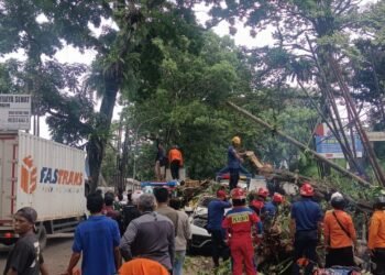 Pohon Tumbang di Ciawi Timpa Mobil hingga Sebabkan 8 Orang Luka-luka 
