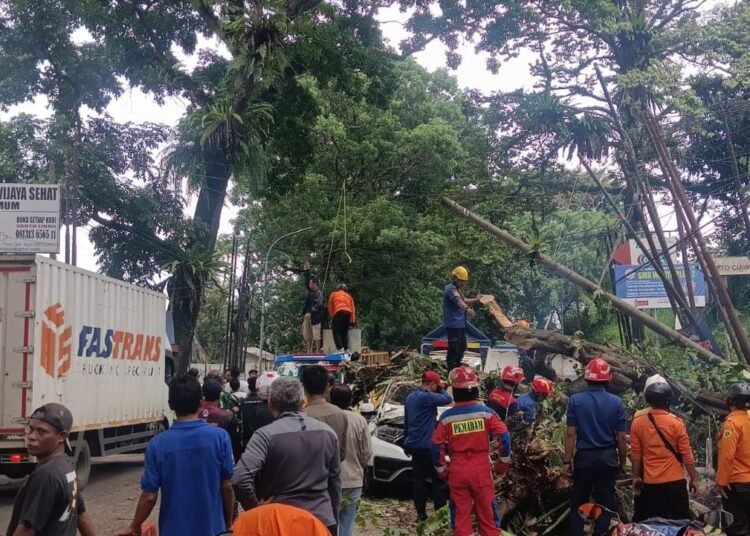 Pohon Tumbang di Ciawi Timpa Mobil hingga Sebabkan 8 Orang Luka-luka 