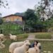 Wisata Baru di Sentul Dengan Bukit dan Domba Menggemaskan