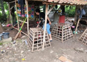 Polisi Gerebek Judi Sabung Ayam di Gunungputri, Pelaku Kocar-kacir 