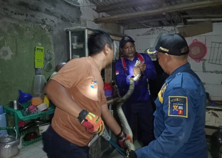 2 Ular Sanca 'Raksasa' Nongol dari Atap Rumah Warga di Kota Bogor