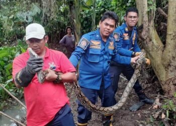 Sedang Kerja Bakti, Warga Ciomas Temukan Ular Sanca 3 Meter Beserta Telurnya