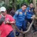Sedang Kerja Bakti, Warga Ciomas Temukan Ular Sanca 3 Meter Beserta Telurnya