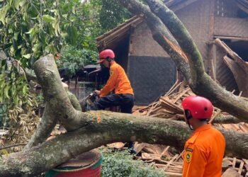 Akibat Angin Kencang, Rumah Warga di Jonggol Rusak Tertimpa Pohon