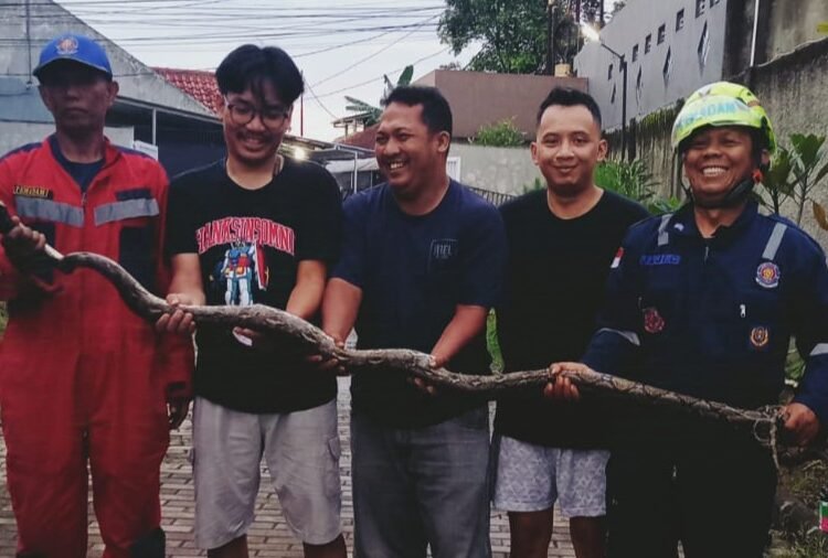 Damkar Evakuasi Ular Sanca 3 Meter dari Drainase di Bubulak