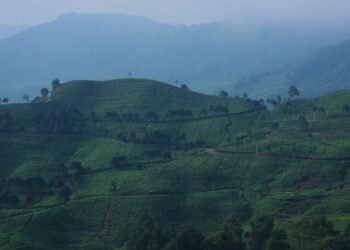 10 Tempat Wisata di Puncak Bogor, Cocok Buat Mengisi Libur Natal dan Tahun Baru 2024