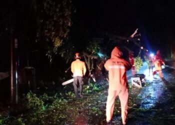 Akibat Angin Kencang, Pohon Tumbang Tutupi Jalan di Cileungsi