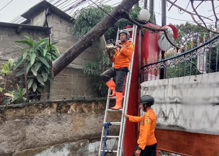 Diterjang Angin Kencang, Pohon Tumbang Tutupi Akses Jalan di Cibinong