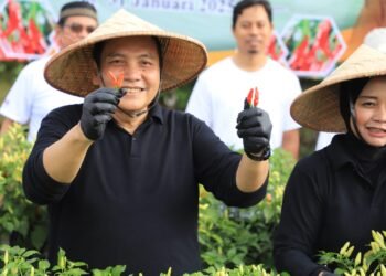 Panen Cabai, Pemkab Bogor Klaim  untuk Kendalikan Harga Bahan Pokok