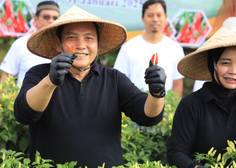 Panen Cabai, Pemkab Bogor Klaim  untuk Kendalikan Harga Bahan Pokok