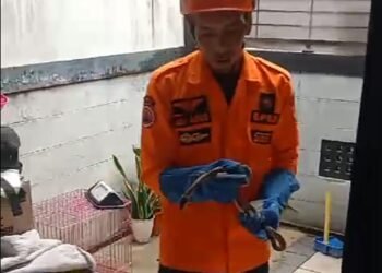 Teror Ular-Biawak Bikin Panik Penghuni Rumah di Cibinong dan Sukaraja
