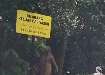 Aksinya Menyita Perhatian, Pengunjung yang Turun dari Mobil di TSI Bakal Disanksi