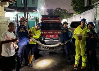 Ular Sanca Kembang Masuk Rumah Warga di Cibinong, Damkar Evakuasi 