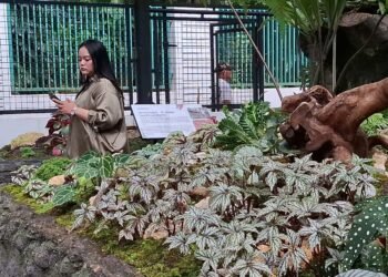 Taman Begonia Hadir di Kebun Raya Bogor: Ada Spesies Baru di Dunia