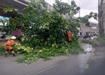 Gegara Tersenggol Truk, Pohon Biola Cantik di Jalan Solis Tumbang
