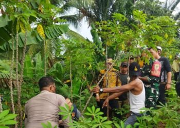 Mayat Pria Tanpa Identitas Ditemukan Tergeletak di Kebun Singkong Dramaga