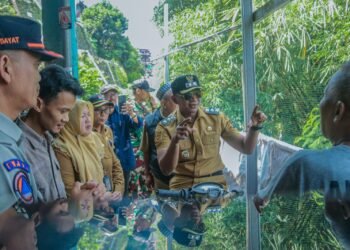 Waspada Pohon Tumbang, Jenal Tegaskan Pentingnya Pemeriksaan Rutin Jelang Musim Hujan