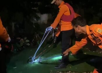 Ngeri! Ular Kobra Jawa Masuk Pekarangan Rumah Warga di Cibinong