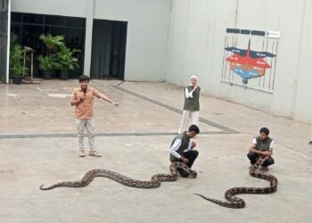 Serunya Animalium Fest 2025, dari Ular Sanca hingga Binturong Jawa Dipamerkan
