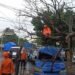 Pohon Tumbang Timpa Angkot dan 2 Motor di Cibinong, 3 Orang Terluka