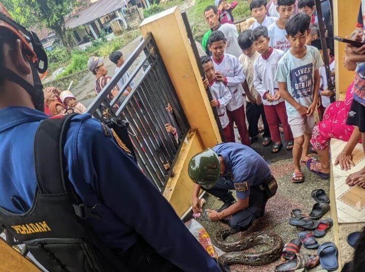 Geger! Ular Sanca Besar Masuk Toilet Rumah Warga di Cibungbulang