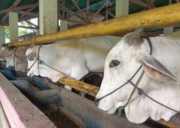 Pemkab Bogor Gandeng 224 Praktisi Antisipasi PMK pada Hewan Kurban