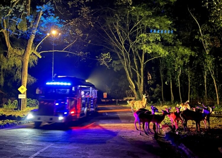 Taman Safari Hadirkan Glowtopia : The Miracles Of Night, Pengalaman Wisata Malam Pertama di Indonesia