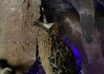 Hanya dengan Rp165 Ribu, Pengunjung TSI Bisa Mengenal 7 Satwa Nokturnal di Safari Malam