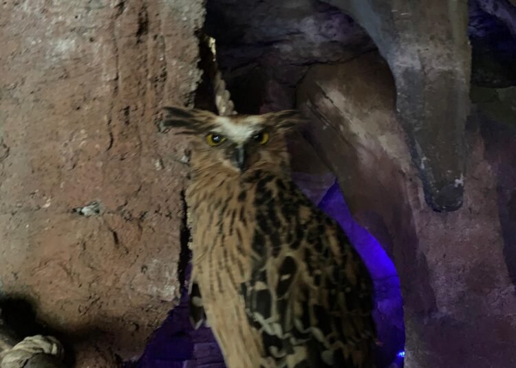 Hanya dengan Rp165 Ribu, Pengunjung TSI Bisa Mengenal 7 Satwa Nokturnal di Safari Malam