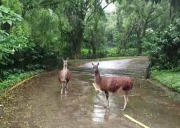 Taman Safari Bogor Beberkan Fakta Guanako, Hewan Istimewa yang Kerap Dijumpai “Tidur” di Jalan