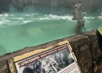 Eduwisata Baby Zoo Taman Safari Bogor Jadi Solusi Berlibur Anak Tanpa Lupa Pelajaran