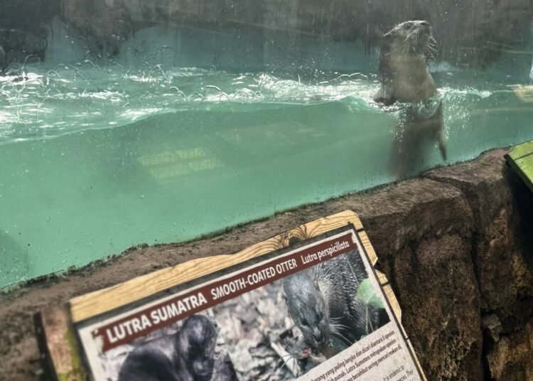 Eduwisata Baby Zoo Taman Safari Bogor Jadi Solusi Berlibur Anak Tanpa Lupa Pelajaran