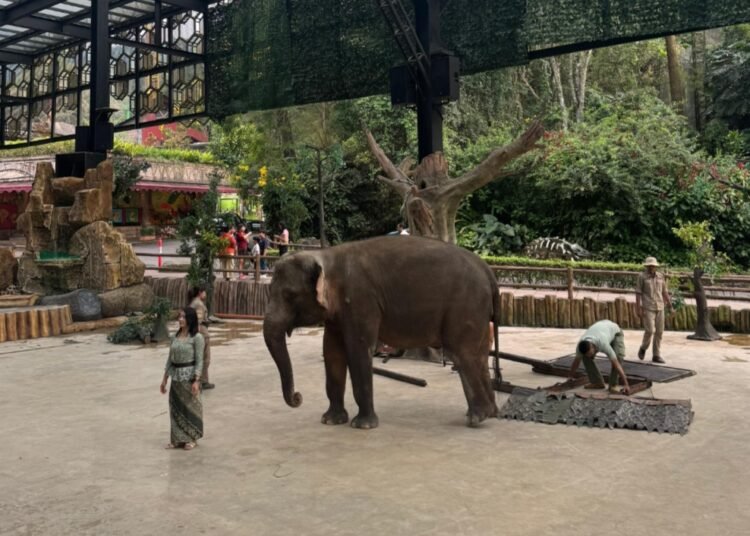 Serunya Belajar dan Mengenal Gajah Lebih Dekat di Taman Safari Bogor