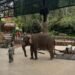 Serunya Belajar dan Mengenal Gajah Lebih Dekat di Taman Safari Bogor