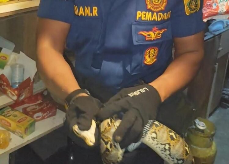 Ular Sanca Sepanjang 1,5 Meter Masuk ke Warung di Babakan Madang