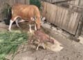Exploitasia, Banteng Jawa dari Jantung Pangandaran Menjadi Penanda Perjuangan