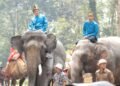 Promo Menarik HUT ke-80 RI, Taman Safari Bogor Ajak Pengunjung Nikmati Parade Satwa