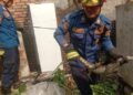 Bikin Resah Warga, 300 Ular dan Biawak Dievakuasi Sepanjang 2025